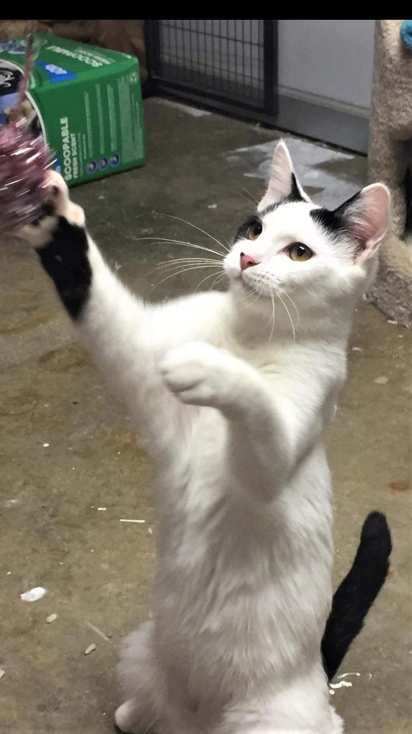 Oliver